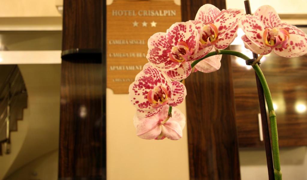 פויאנה ברשוב Hotel Crisalpin מראה חיצוני תמונה
